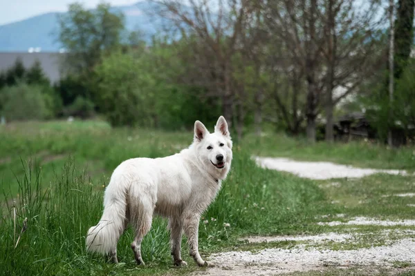 Белая швейцарская овчарка — стоковое фото