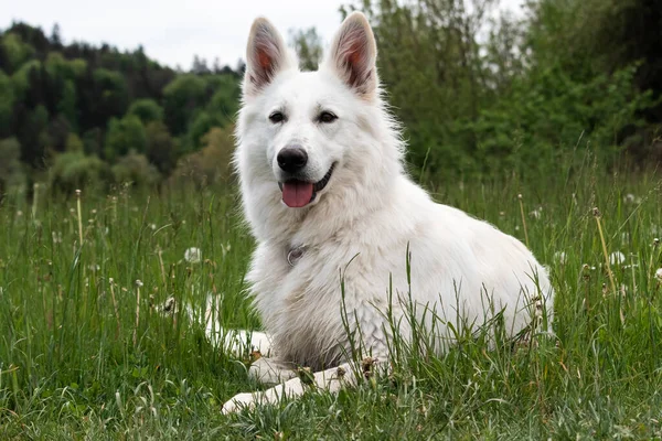 Cane pastore svizzero bianco — Foto Stock