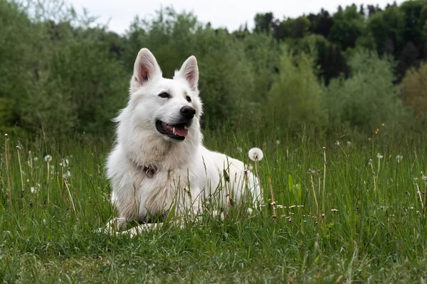 Bílý švýcarský ovčák pes — Stock fotografie