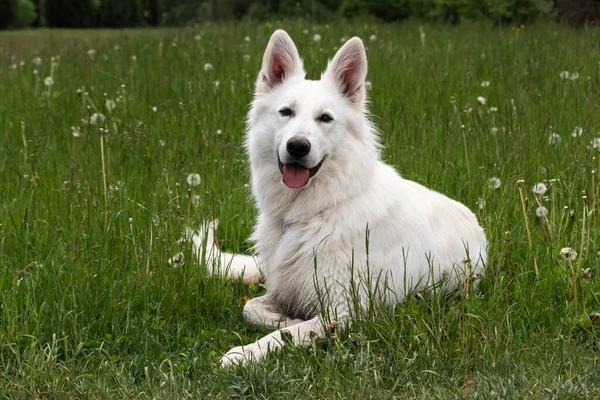 Weißer Schweizer Schäferhund — Stockfoto