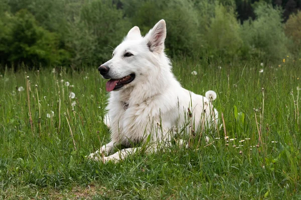 Witte Zwitserse herdershond — Stockfoto