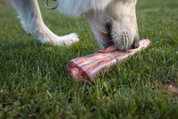 Daging mentah untuk anjing — Stok Foto