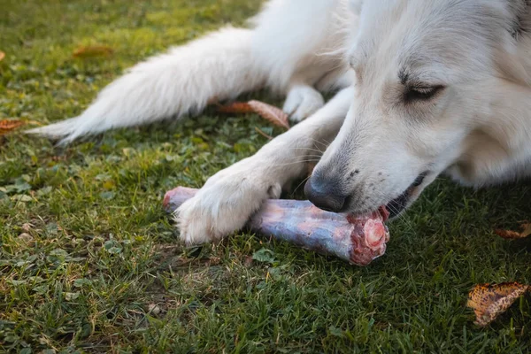 Daging mentah untuk anjing — Stok Foto