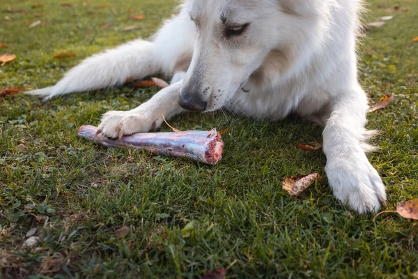 Daging mentah untuk anjing — Stok Foto
