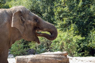Hayvanat bahçesindeki fil