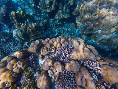 Mercan resifleri çeşitli deniz yaşamlarını ve ekosistemleri destekler. Bu habitatların korunması okyanus sağlığı için hayati önem taşır ve çevre sorunları için farkındalık gereklidir..