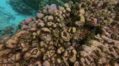 Explore stunning underwater landscapes in Thailand, colorful coral formations and diverse marine life, all in crystal-clear waters