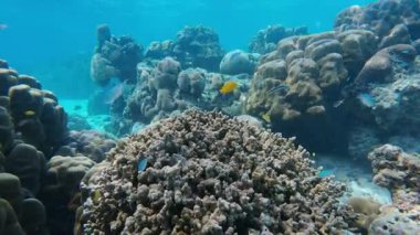 Tayland 'ın sualtı manzaralarında gelişen çarpıcı deniz yaşamını ve renkli mercan oluşumlarını keşfedin..