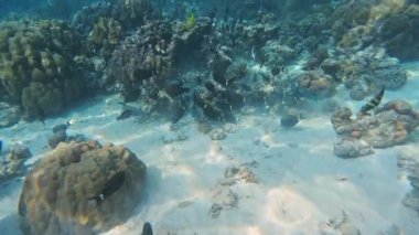 Renkli balıkların Tayland 'ın berrak sularında şaşırtıcı mercan resif oluşumlarında yüzdüğünü keşfedin..