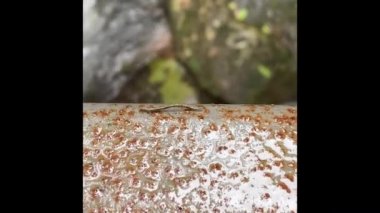 Karasal Kaplan Sülükleri (Haemadipsa picta) şelaledeki rustik metal çubuğa doğru ilerliyor. Gezginler Güneydoğu Asya 'nın yağmur mevsiminde yürüyor.