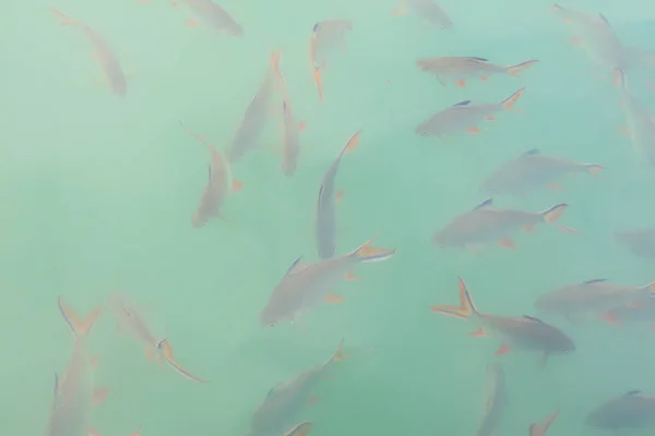 Peixes Tinfoil Barb Estão Nadando Água Barragem Ratchaprapha Surat Thani — Fotografia de Stock