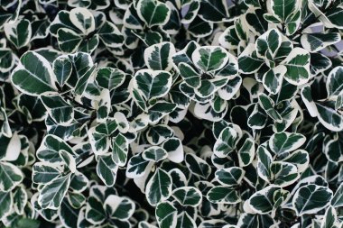 Yeşil yaprak dokusu. Yaprak dokusu arka planı. Ficus elastica bitkisine yakın çekim. Euonymus 'un yeşil, sarı ve beyaz yapraklı güzel arkaplanı. 