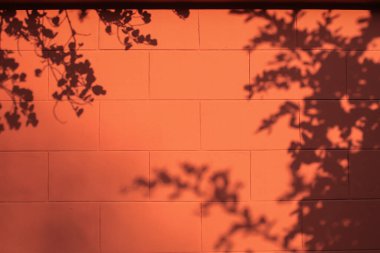 Turuncu duvar arka planında doğal gölgeler bırakır. Ürün sunumu, arkaplan ve maketi için, doğa gölge biçimi. Asgari uzay kavramı.