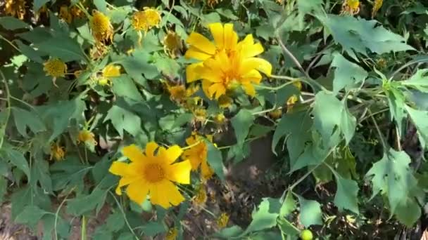 Tournesol Mexicain Fleurissant Sur Colline Dans Nature Souci Des Arbres — Video
