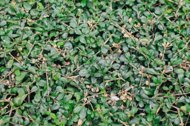 Fukien çayı veya Filipin çayı (Carmona Retusa (Vahl) Masam) tropikal bahçede taze yeşil yapraklar.