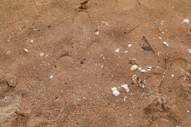 Kumdaki deniz kabukları. Yaz sahili geçmişi. Üst Manzara. Yaz tatili geçmişi, kumsalda deniz kabukları..