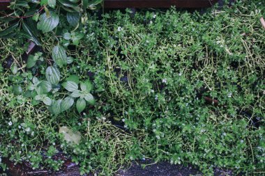 Su, su, su, brahmi, kekik yapraklı gratiola, zarafet bitkisi ya da parktaki Hint penisi otu bitkileri geniş açıda görülebilir..