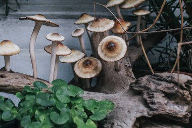 Mantar, doğal olarak ormandaki kerestelerin üzerinde mantar. Mantar bir ağacın gövdesinde yetişir..