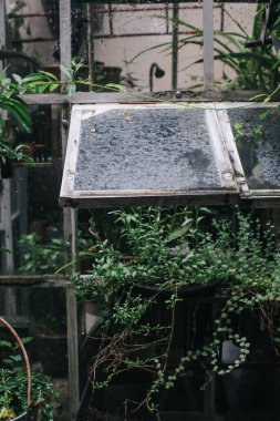 Yağmurlu bir gün. Bahçe işleri, bahar yağmuru eşliğinde yeşil evde çiçek açıyor. Kırsalda, gündüz vakti