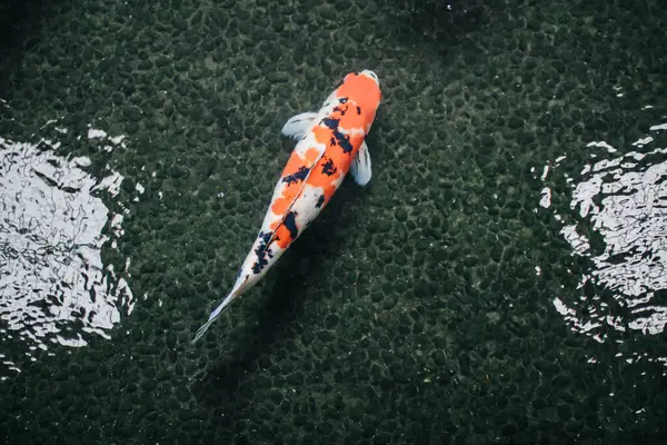 Peixes Carpa Coloridos Koi Nadando Lagoa Movimento Natação Espaço Detalhe — Fotografia de Stock
