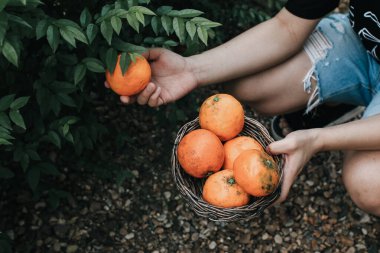 Mandarin ağaç tarlasında portakal hasat eden bir çiftçi. Parlak, güneşli bir sabahta pazarda satılık portakal dolu sepetler.. 