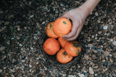 Mandarin ağaç tarlasında portakal hasat eden bir çiftçi. Parlak, güneşli bir sabahta pazarda satılık portakal dolu sepetler.. 