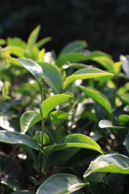 Sabah yeşil çay tarlaları dağ yeşil doğa arka planı. Tarım bitkisel çiftliği.