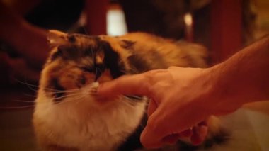 Sıkıcı kedi sahibinden rahatsız oluyor.