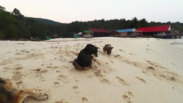 Khmer Stray Dogs Having Fun Beach Koh Rong Island Cambodia — Stock video