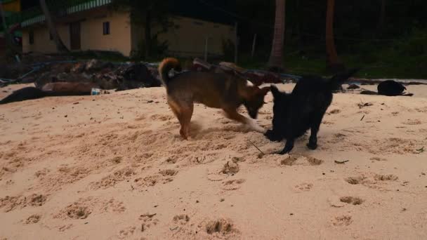 Kambodžský Razorback Psi Hrát Kopat Díry Pláži Ostrova Koh Rong — Stock video