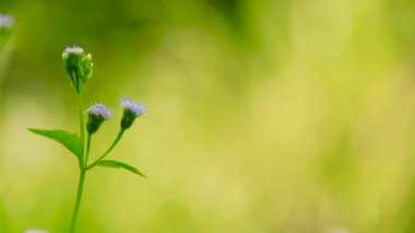 Alternatif tıp ve ayurveda 'da antelmintik ve alexipharmic olarak kullanılan siyantium cinereum veya az demir yosunu