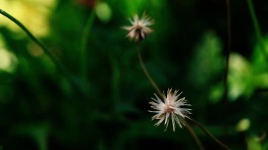 Kurumuş Tridax procumbens, doğal bir antiseptik, pıhtılaşma önleyici, mantar önleyici ve ayurveda ve homeopatik ilaçlarda kullanılan yaygın bir ot. 