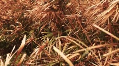 Cyperus papirüsü uzun süren kurak yaz mevsiminde kuruyor.