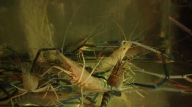 Macrobrachium rosenbergii, also known as the giant river prawn, giant freshwater prawn or blue prawn shrimp sold at a seafood market