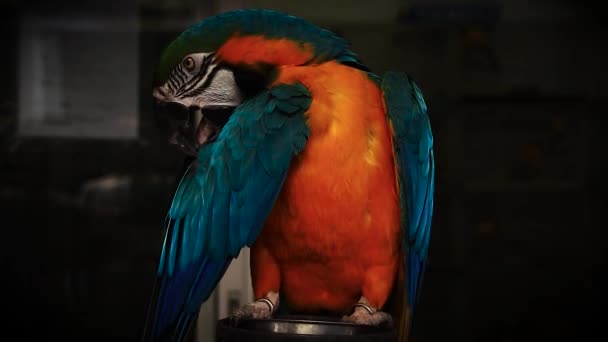Modrožlutý Macaw Nebo Modro Zlatý Macaw Ara Ararauna Prodávaný Jako — Stock video