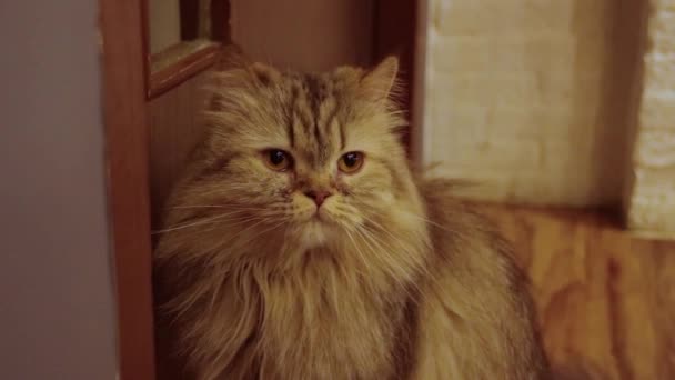 Bruine Perzische Kat Wachtend Voor Deur Met Concept Van Verveling — Stockvideo