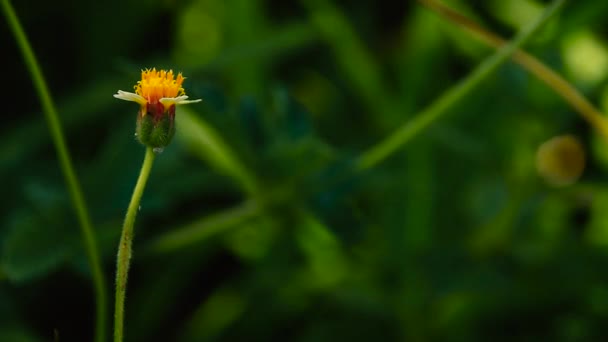 Tridax Procumbens Weed Which Natural Antiseptic Anticoagulant Antifungal Insect Repellent — Stock Video