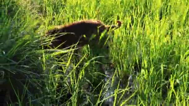 Cane Khmer Cane Razorback Cambogiano Che Cammina Intorno Alla Risaia — Video Stock