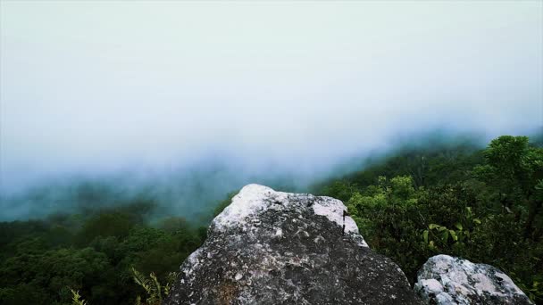 Cenário Escuro Mal Humorado Neblina Espessa Movendo Sobre Floresta Amazônica — Vídeo de Stock