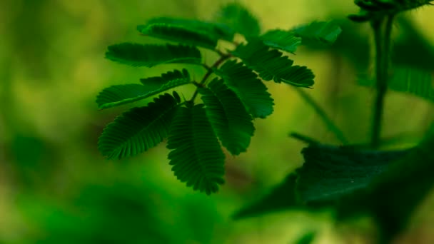 Покриття Листя Шамелії Або Mimosa Pudica Яке Традиційно Використовується Аюрведі — стокове відео