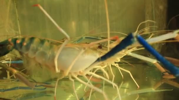 Macrobrachium Rosenbergii Also Known Giant River Prawn Giant Freshwater Prawn — Stok Video