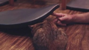 Oyun oynayan kedi, ev sahibinin elleriyle saklambaç oynuyor. Ev hayvanı terapisi gösteriyor. Covid-19 salgını sırasında karantinayla baş etmenin bir yolu olarak.