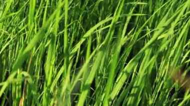 Kamboçya, Kamboçya 'da ekim sezonunda rüzgârda sallanan pirinç bitkilerinin yakınları.