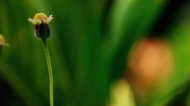 Ayurveda tıbbında mantar önleyici olarak kullanılan Tridax 'ın yabani ot çiçeği.