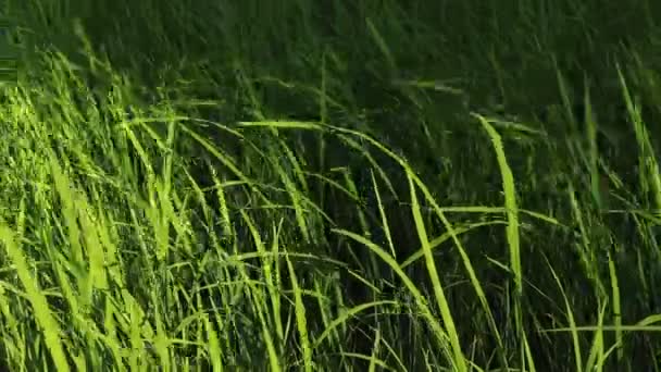 Plantas Arroz Verde Balançando Brisa Durante Estação Chuvosa Estação Plantio — Vídeo de Stock