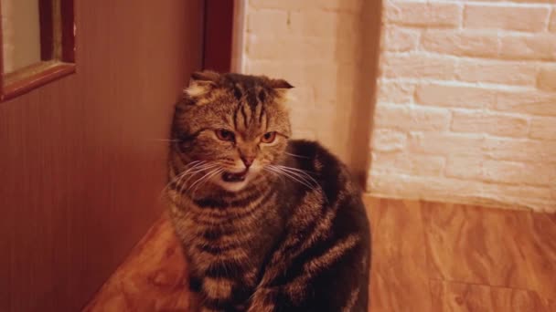Scottish Fold Munchkin Katt Väntar Vid Dörren För Ägaren Att — Stockvideo