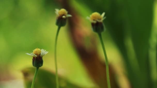 Tridax Procumbens Ogräs Som Naturlig Antiseptisk Antikoagulerande Svampdödande Och Insektsmedel — Stockvideo