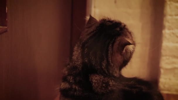 Schotse Vouw Munchkin Kat Wachten Bij Deur Voor Eigenaar Thuis — Stockvideo
