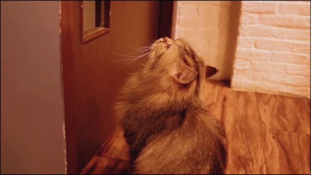 Schattige Bruine Perzische Kat Wachtend Voor Toiletdeur Voor Eigenaar Met — Stockvideo