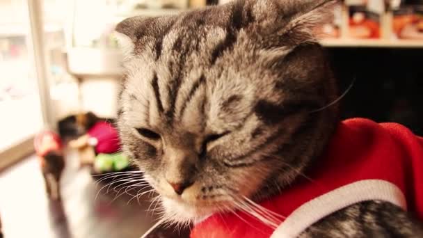 退屈といらいらしたアメリカの短い髪の猫の上にズームクリスマスのテーマの衣装を着て — ストック動画